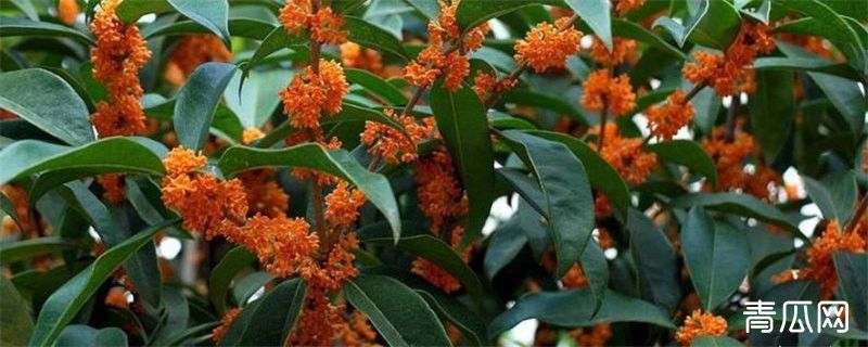 丹桂的种植注意事项