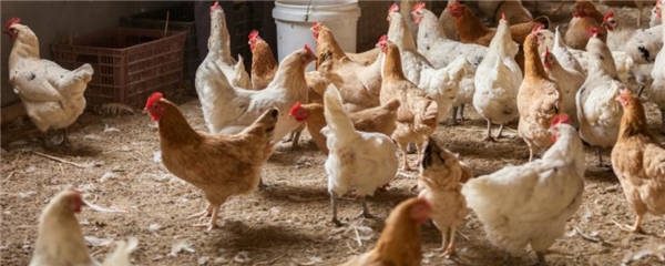 鸡粪发酵有机肥制作技术