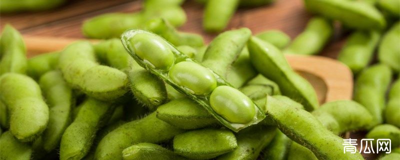 青毛豆种植注意事项