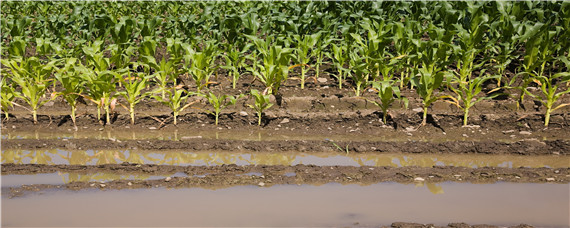 玉米黄叶病用什么药