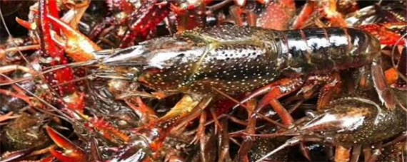 龙虾池塘怎么建