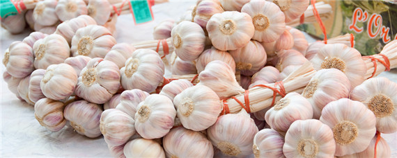 大蒜烂根怎么办