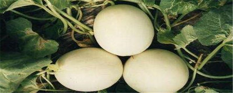 大棚甜瓜吊蔓一亩地种多少棵