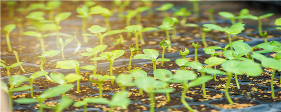 大豆苗后除草剂什么时候打