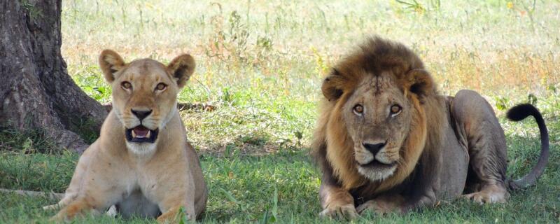 狮子的生活习性