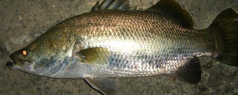 盲曹鱼是海鱼吗