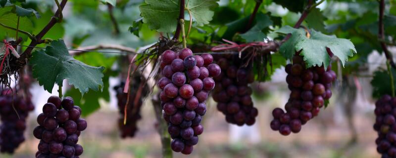葡萄种植前的注意事项