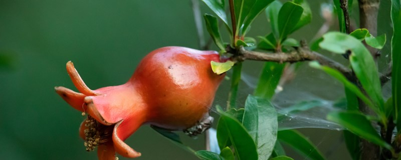 石榴要多久挂果