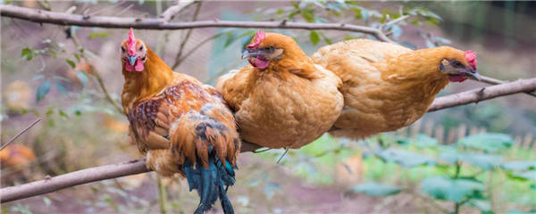 你知道禽类有哪些吗