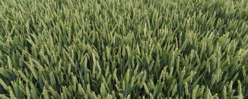 小麦杀虫剂用什么