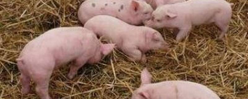 猪吃什么饲料长的快