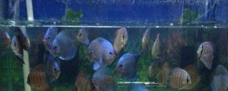 彩燕和什么鱼混养