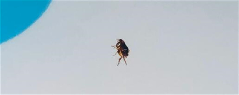 跳蚤蚊子怕什么植物