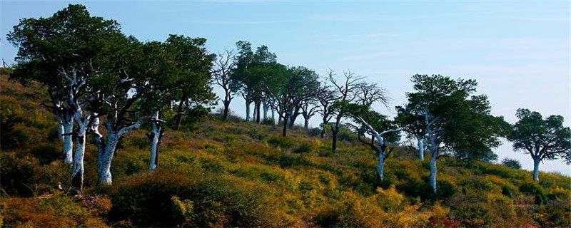 白皮松怎么施肥