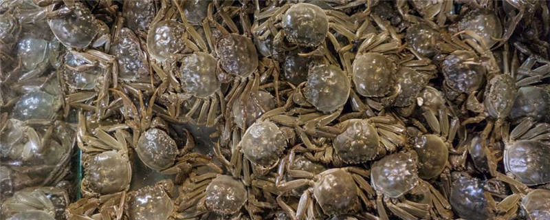 大闸蟹吃什么饲料