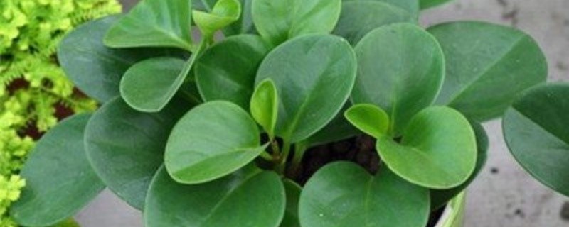 豆瓣绿的种植注意事项