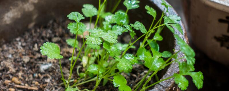 早春2月份能种植香菜吗