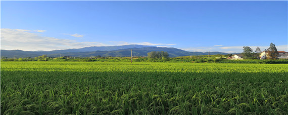 陕西种植什么农作物
