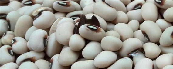 种植眉豆多长时间结荚