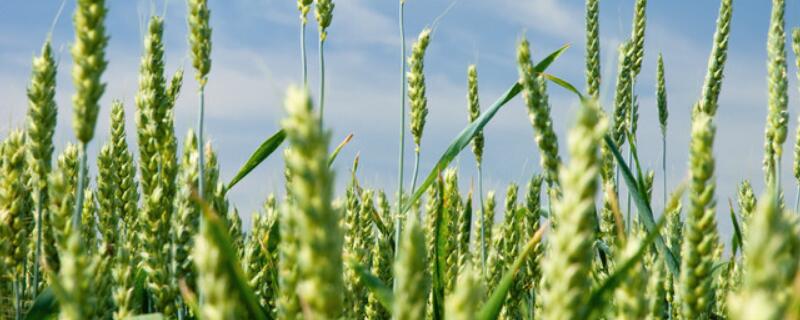 小麦返青什么时候浇水最合适