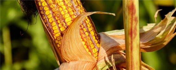 德单5玉米品种介绍