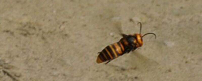 虎头蜂怎么过冬