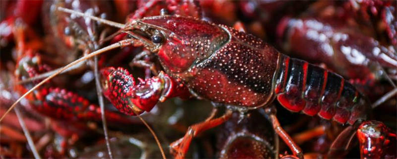 野生龙虾和养殖龙虾的区别