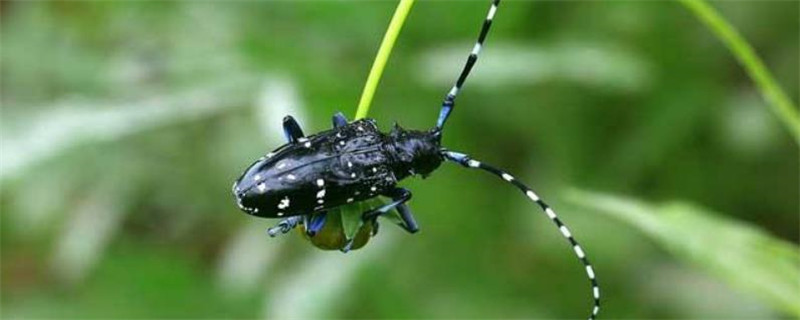 柑桔树天牛用什么农药