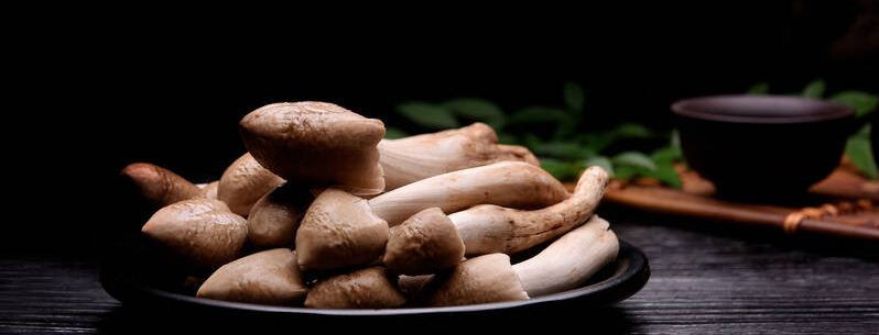 鸡枞菌的高产栽培技术