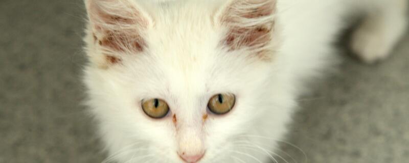 没空调猫怎么过冬