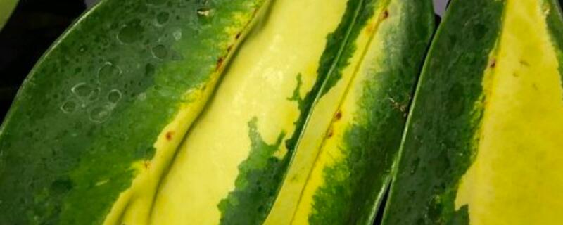 介壳虫什么时间防治