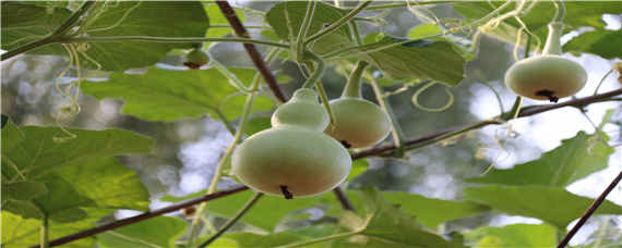 手捻葫芦种子催芽方法