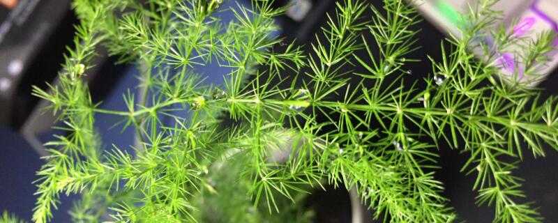 文竹多久浇一次水室内