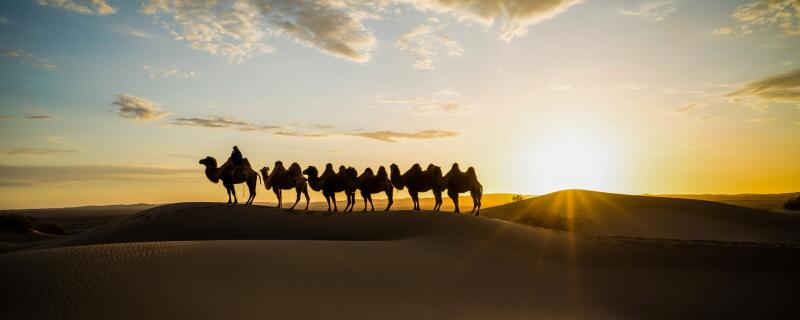 骆驼有攻击性吗