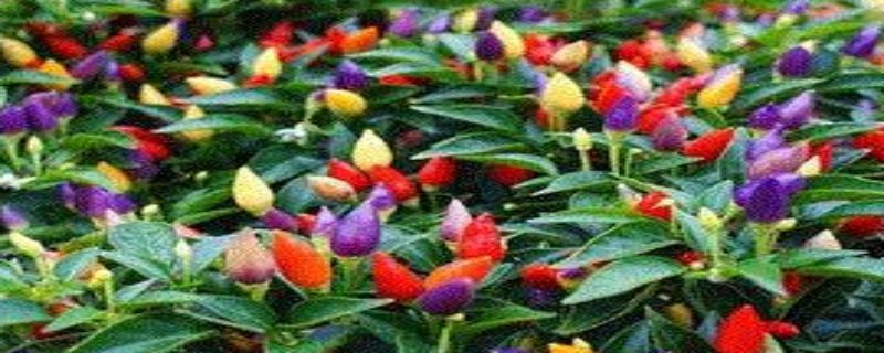 五色椒的种植方法
