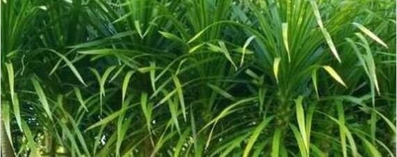 龙血树浇水的正确方法