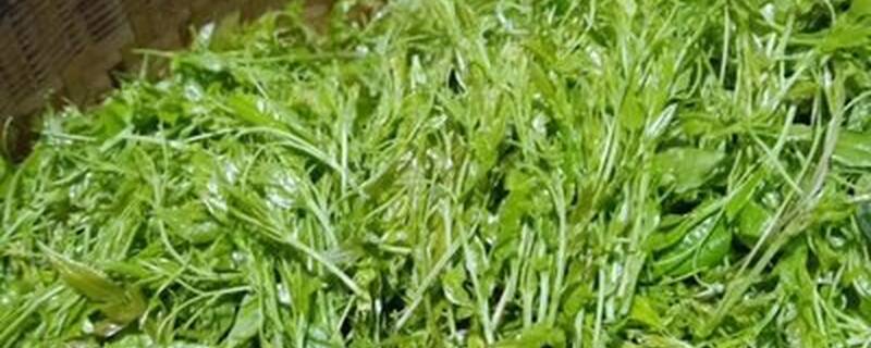 张家界产什么茶