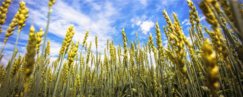 戊唑咪鲜胺能治小麦什么病