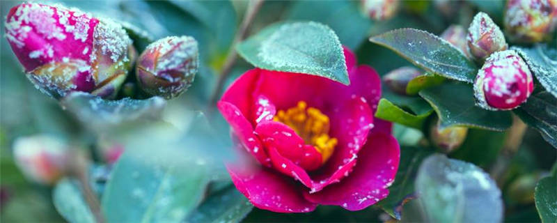 四季山茶花的养殖方法