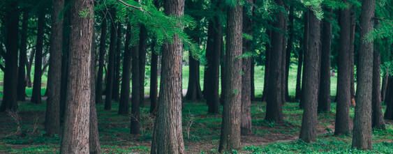 中午能不能给树浇水
