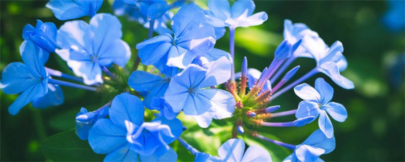 蓝花藤种植注意事项