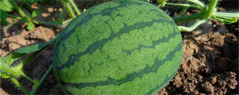 西瓜叶片病害怎么治