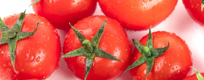 西红柿苗开花怎样处理