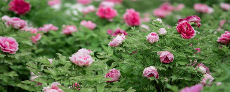 油牡丹种植注意事项