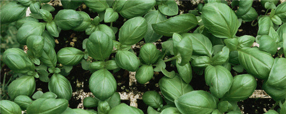 罗勒常见的品种