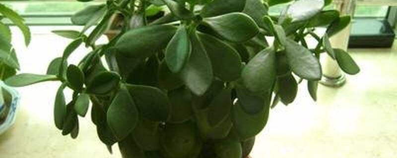 玉树什么时候剪枝