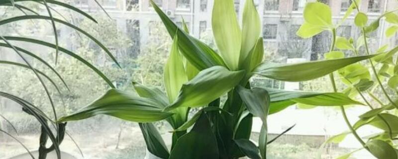 莲花竹什么时候剪枝