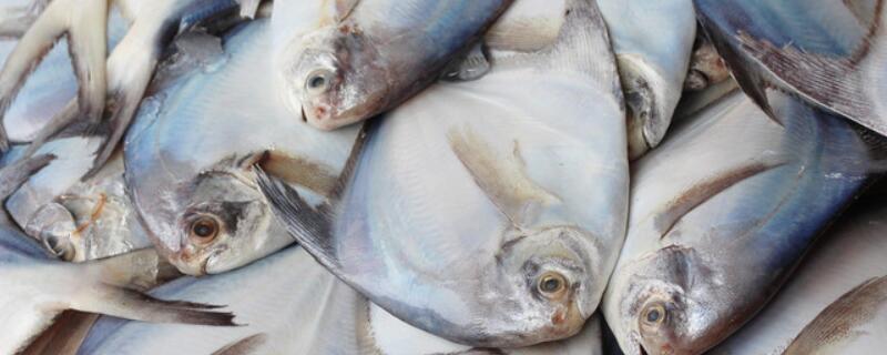 白鲳和银鲳的区别