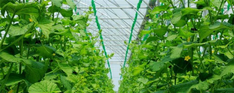 温室农业发展的条件