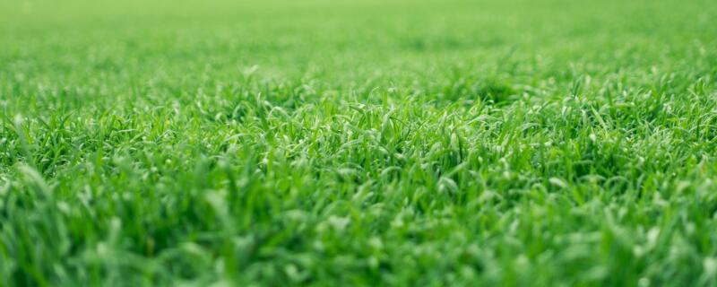 果岭草种植注意事项